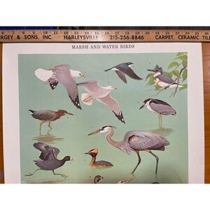 Vintage 60s MCM Ned Smith Marsh Water Birds Print Chart Poster PA Game Commiss‎